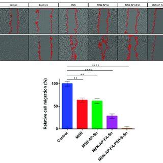 Wound Healing Assay Of Mda Mb Cells Incubated With The Msn