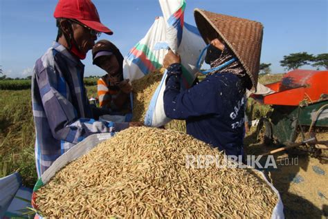 Harga Gabah Petani Di Lampung Naik Persen Republika Online