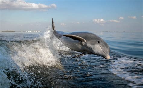 Best Places to See Dolphins in Florida | It's Florida Country