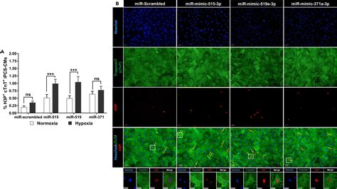 Large-scale microRNA functional high-throughput screening identifies