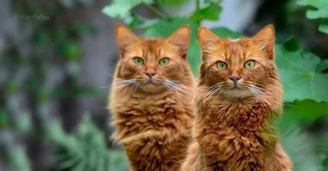 Физики «удвоили» кота Шрёдингера | Пикабу