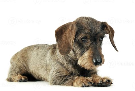 lovely dachshund relaxing in a white studio 30015614 Stock Photo at ...