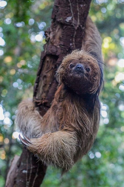 maned sloth genomes show distinct impacts  habitat loss  inbreeding