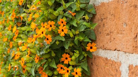 Perfect Trailing Flowers For Hanging Baskets Global Ideas