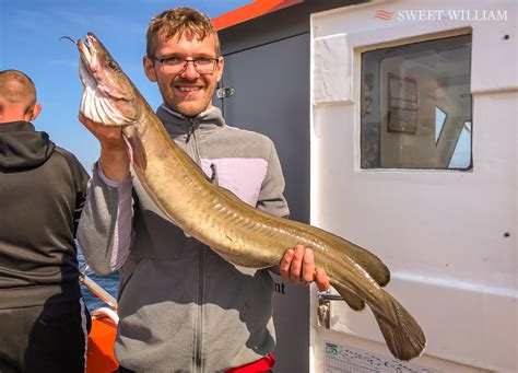 Plenty Of Cod Ling And Pollack To Go Around On The Tyne Wrecks SWEET