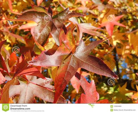 American Sweetgum, in Fall Season with Its Red, Orange and Yellow ...