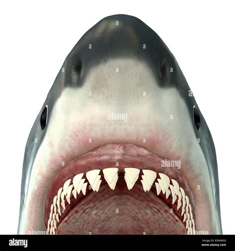 Great White Shark Jaws Hi Res Stock Photography And Images Alamy