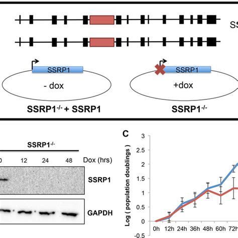 Validating The Ssrp Conditional Knockout Cell Line A Schematic Of