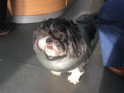 Freds Story Southern Shih Tzu Rescue