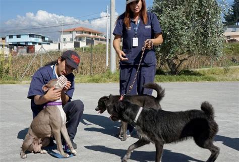 Calderón Así Funciona El Refugio Que Rehabilita Perros Agresivos Y