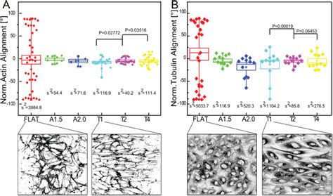 Alignment Of Huvec Monolayers Huvecs Were Grown Into A Monolayer