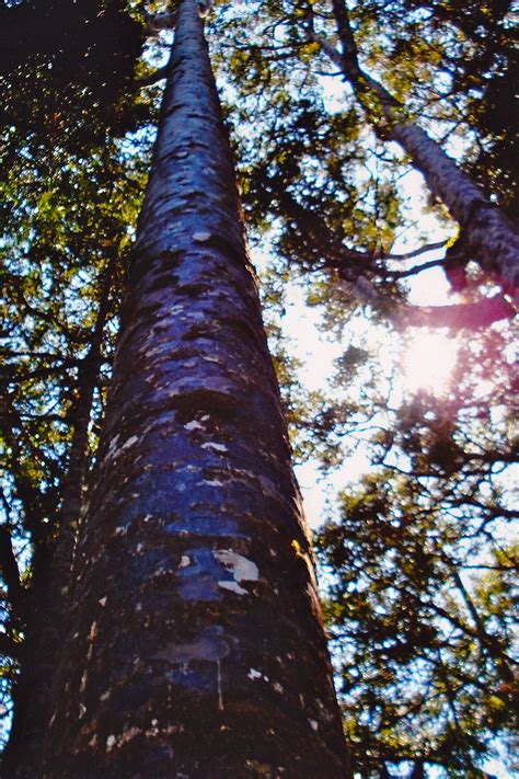 Fascinating New Zealand Kauri Trees Kauri Tree Landscape Trees Tree