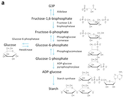 The Conversion Process Of Glyceraldehyde 3 Phosphate G3p To A