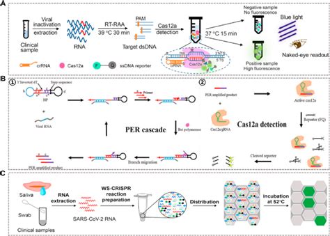 Crispr And Other Amplification Techniques For The Detection Of Nucleic