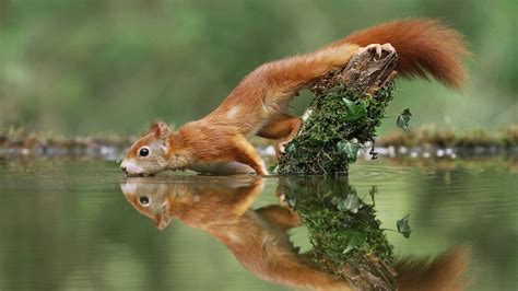 Beeindruckende Bilder Beim Fotowettbewerb Rund Um Europas Natur