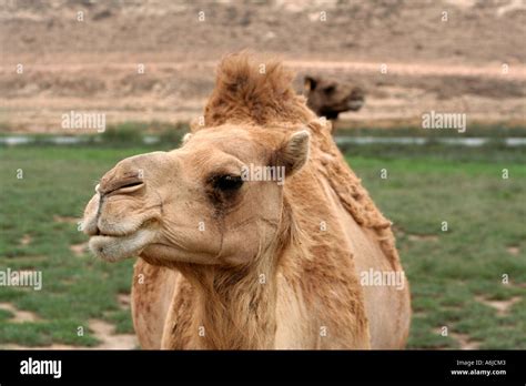 Khareef Salalah Oman Camel Stock Photo Alamy