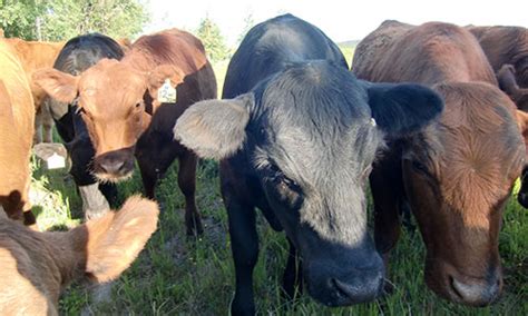 Farm Raised Beef Sales Best Bc Beef Online Hormone Free Angus Beef