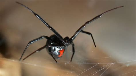 Image Result For Black Widow Eating A Fly Black Widow Spider Widow