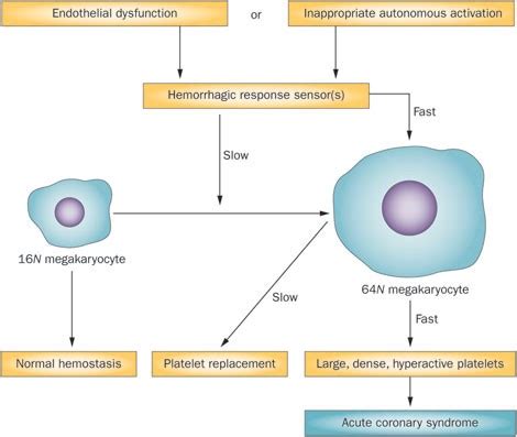 Megakaryocyte Platelet