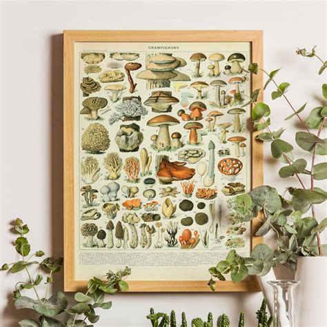 Mushroom Poster - Etsy