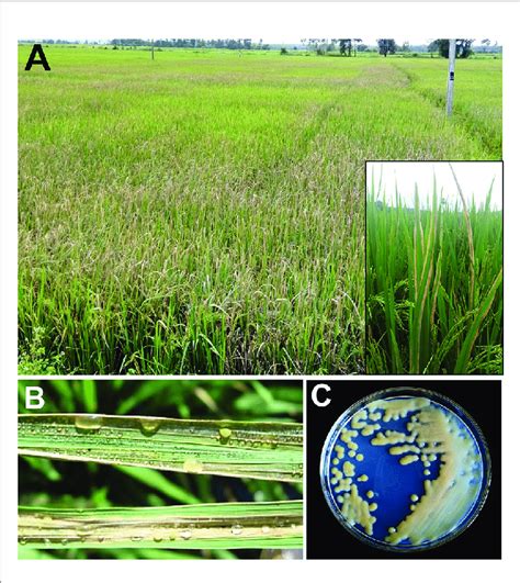 Bacterial Blight Of Rice A Closer View Of Infected Plants B Download Scientific Diagram