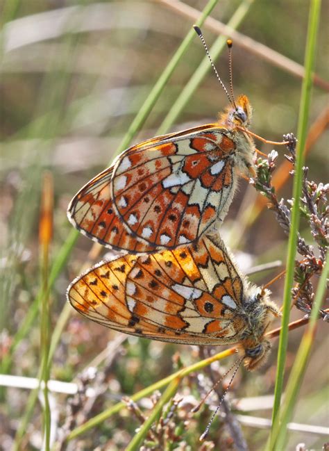 Boloria Euphrosyne Rimvydas Kinduris Flickr