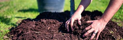 How To Landscape Around A Tree With Exposed Roots