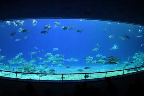 Best Aquariums In The World Price Size More