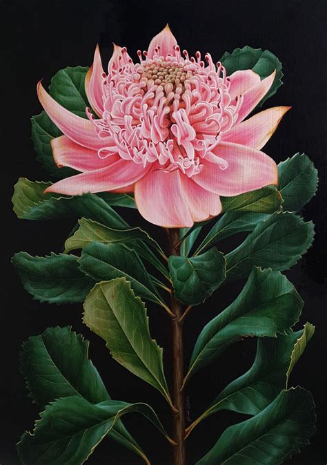 Pink Waratah Painting - Acrylic Botanical Studies - 2 of 3 - Heidi Willis