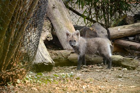 Parco Natura Viva Nati Tre Crisocioni Al Tempo Del Covid 19