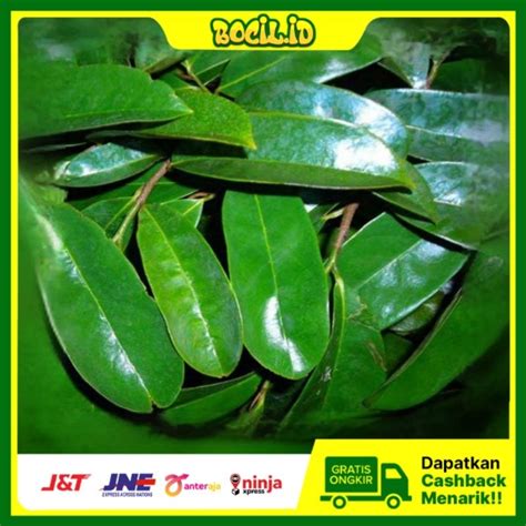 Jual Daun Sirsak Segar Daun Sirsak Fresh Organik Per Lembar