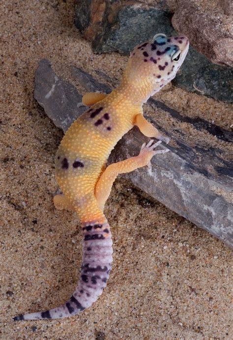 Leopard Spotted Gecko Stock Photo Image Of White Black 9351014