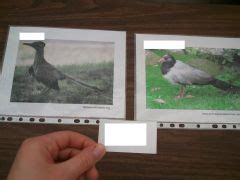 Ren R Lab The Non Passerine Birds Foreign Language Flashcards