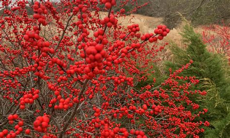 Winterberry Holly Blazes in Color Across its Namesake Months | UT ...