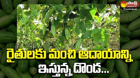 Success Story Of Ivy Gourd Cultivation రైతులకు మంచి ఆదాయాన్ని