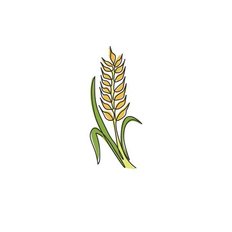 Wheat Crops Drawing