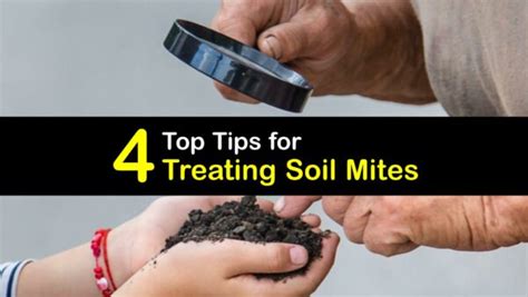 Treating Soil Mites - Smart Soil Mite Treatments