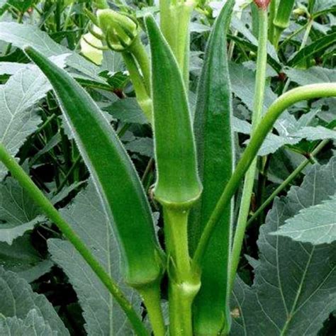 F1 Hybrid Okra Seeds Ladies Finger Indian Bangladeshi Vegetable Seeds