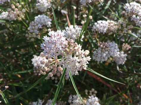 Botanical gardens offer a refuge for Arizona's butterfly species