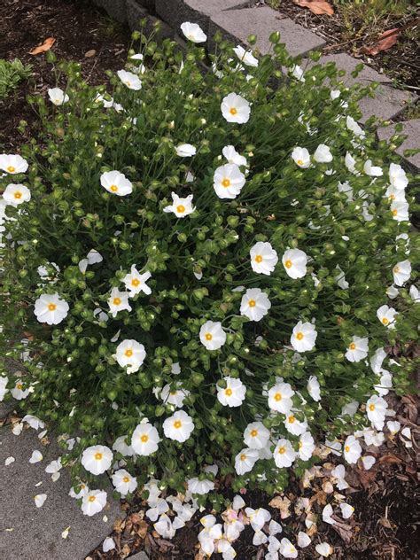 Cistus x obtusifolius - Xera Plants