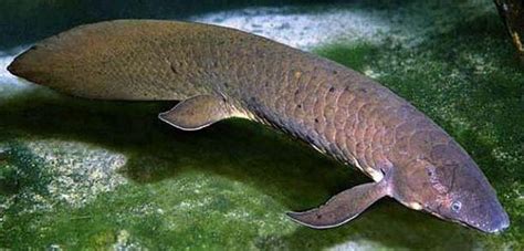 Ikan Lungfish Australia Ikan Kuno Berumur Panjang Agrozine