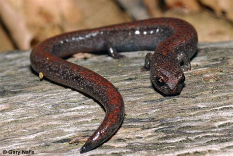 Slender salamander - Alchetron, The Free Social Encyclopedia