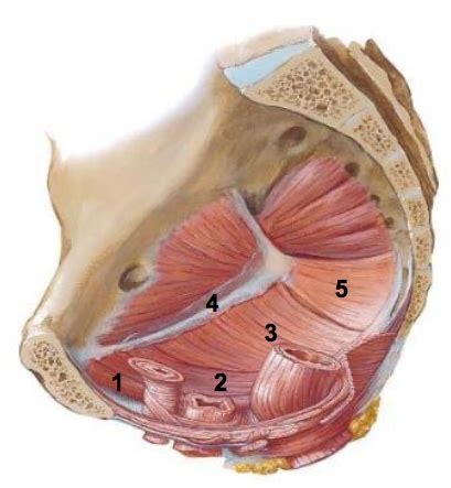 Diagram Of Musculofascial Pelvic Diaphragm Sagittal View Quizlet