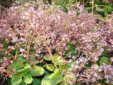 Crassula multicava suitable indigenous plant Green roof Durban | Plants ...