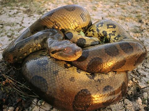 The Anaconda Snake | Snake Information & Pictures| | All Wildlife ...