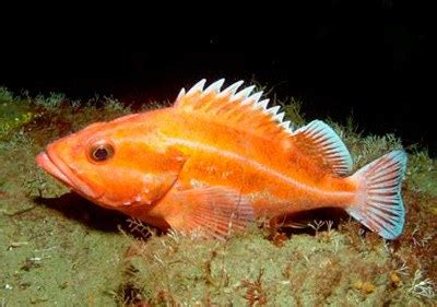 Habitat help for rockfish in court | The Journal of the San Juan Islands