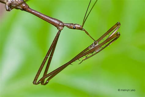 Melvyn S Photography Reduviidae Assassin Bug