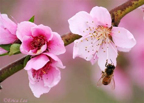 La Pollinisation Des Arbres Fruitiers Transfert De Technologie En