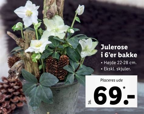 Julerose I 6 Er Bakke Tilbud Hos Lidl