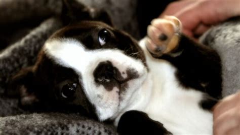 Ce Qu Il Faut Savoir Avant D Adopter Un Boston Terrier Yorkshires Fr